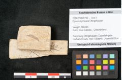 Foto (Objekt + Etikett) von Epacris kymeana Ettingshausen (NHMW-GEO-2024-0188-8192)